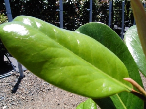 Magnolia Teddy Bear Leaf close-up